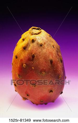 Close-up of a prickly pear View Large Photo Image Stock Photo - Close-up of a prickly pear. Fotosearch