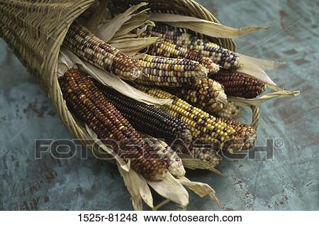 Close-up of dried corn in a basket View Large Photo Image Stock Photo - Close-up of dried corn in a basket. Fotosearch
