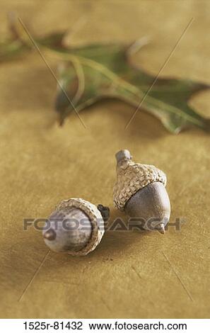 Close-up of dried leaves and two acorn nuts View Large Photo Image Stock Image - Close-up of dried leaves and two acorn nuts. Fotosearch