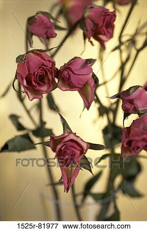 Close-up of dried roses View Large Photo Image Stock Photo - Close-up of dried roses. Fotosearch
