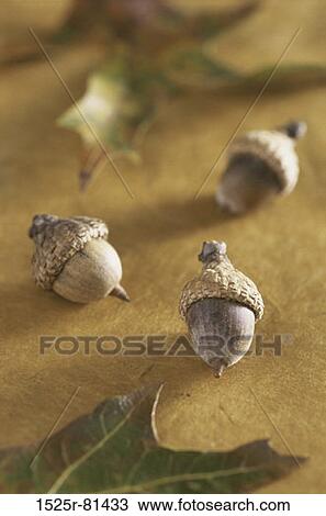 Stock Image - Close-up of three acorn nuts. Fotosearch