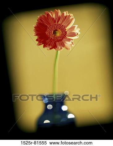 Stock Photography - Daisy in a vase. Fotosearch