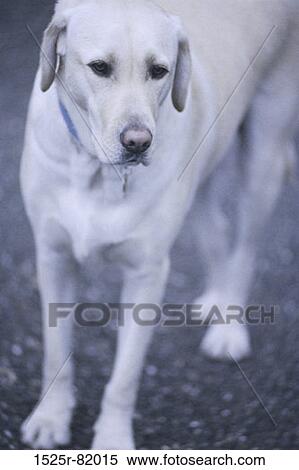 Dog standing in the road View Large Photo Image Stock Photography - Dog standing in the road. Fotosearch