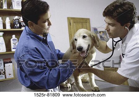 Stock Photo - Male veterinarian examining a dog with a man. Fotosearch