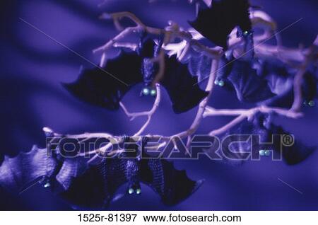 Plastic bats hanging on branches of a tree View Large Photo Image Stock Photo - Plastic bats hanging on branches of a tree. Fotosearch