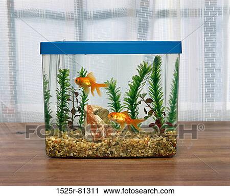 Two Goldfish In An Aquarium Stock Image 1525r Fotosearch