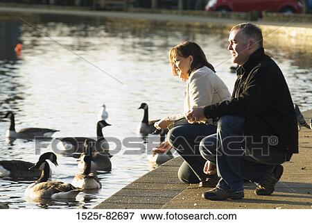 Mature couple feeding ducks in a pond View Large Photo Image Stock Photo - Mature couple feeding ducks in a pond. Fotosearch