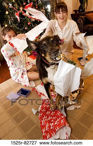 Teenage girl and a girl playing with a dog View Large Photo Image Stock Photo - Teenage girl and a girl playing with a dog. Fotosearch