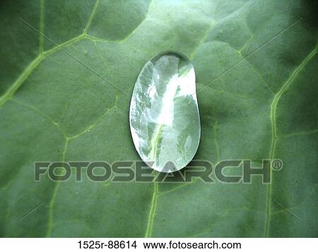 Water Drop on a green leaf View Large Photo Image Picture - Water Drop on a green leaf. Fotosearch