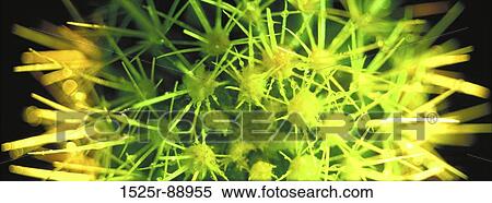 Close-up of a cactus View Large Photo Image Stock Photography - Close-up of a cactus. Fotosearch