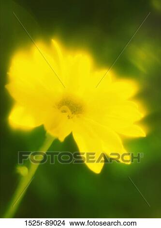 Picture - Close-up of a flower. Fotosearch