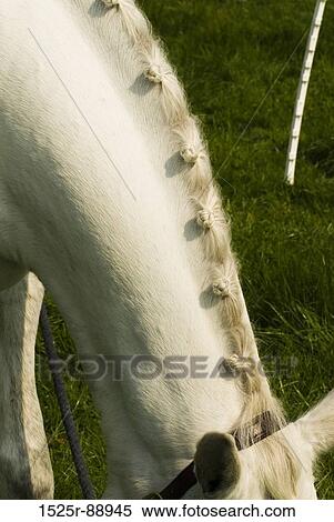 Close-up of a horse grazing in a field View Large Photo Image Stock Photography - Close-up of a horse grazing in a field. Fotosearch