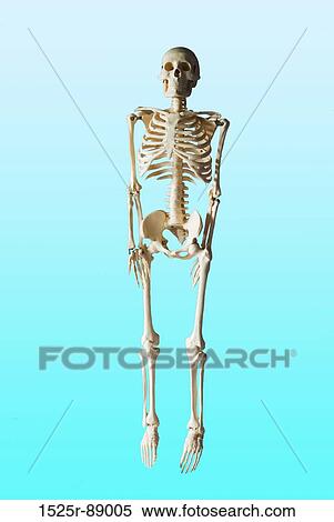 Close-up of a model of a human skeleton View Large Photo Image Stock Photography - Close-up of a model of a human skeleton. Fotosearch