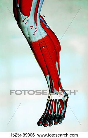 Stock Photograph - Close-up of the muscles of a leg. Fotosearch