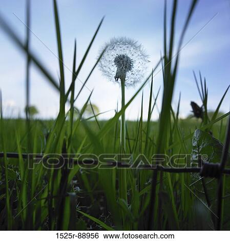 Stock Photograph - Dandelions in a field (Taraxacum officinale). Fotosearch