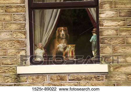 Dog standing in a window View Large Photo Image Stock Image - Dog standing in a window. Fotosearch