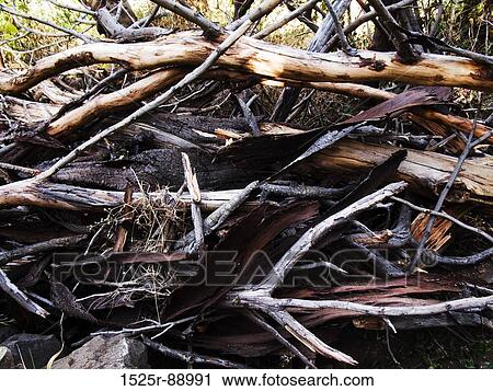 Stock Image - Fallen trees in a forest. Fotosearch