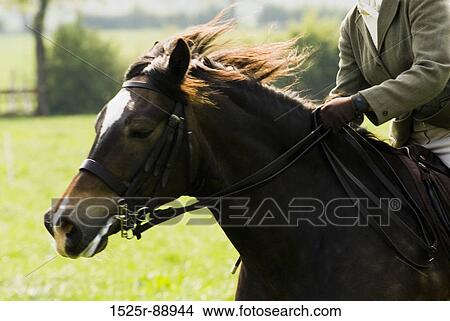 Mid section view of a person riding a horse View Large Photo Image Picture - Mid section view of a person riding a horse. Fotosearch