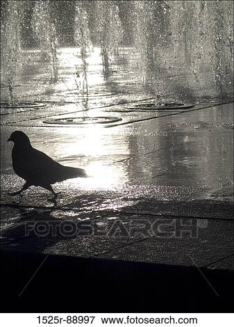 Silhouette of a pigeon near a fountain View Large Photo Image Stock Photo - Silhouette of a pigeon near a fountain. Fotosearch