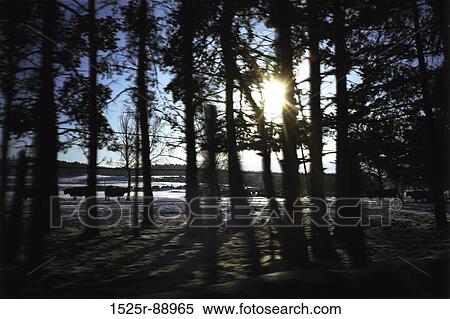 Stock Photography - Sun shining through trees in a forest. Fotosearch