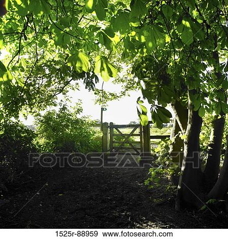 Trees near a gate View Large Photo Image Stock Photo - Trees near a gate. Fotosearch