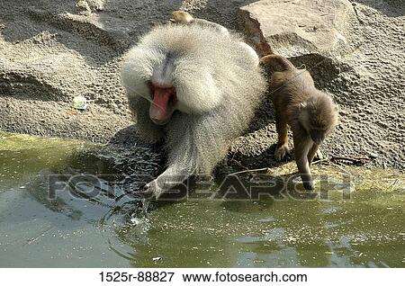 Baboon drinking water with its young one View Large Photo Image Stock Photo - Baboon drinking water with its young one. Fotosearch