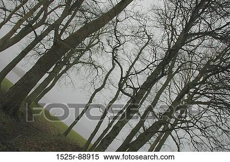 Bare trees in a forest View Large Photo Image Stock Photography - Bare trees in a forest. Fotosearch