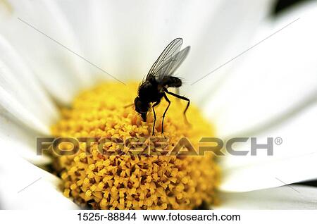 Close-up of a bee pollinating a flower View Large Photo Image Picture - Close-up of a bee pollinating a flower. Fotosearch