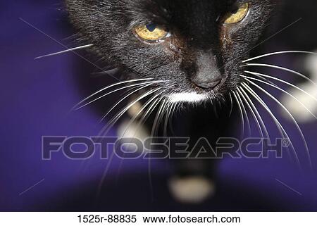 Close-up of a black cat View Large Photo Image Stock Photography - Close-up of a black cat. Fotosearch