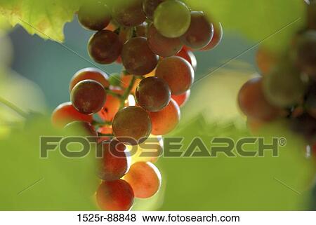 Close-up of a bunch of grapes on a vine View Large Photo Image Stock Photo - Close-up of a bunch of grapes on a vine. Fotosearch