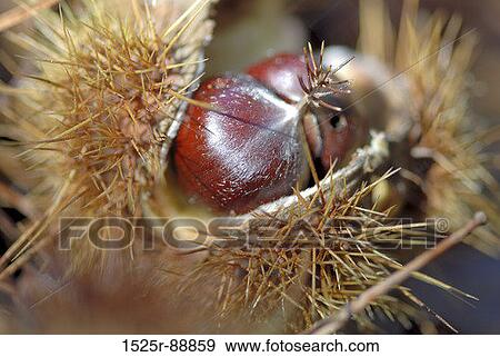 Close-up of a chestnut View Large Photo Image Stock Photo - Close-up of a chestnut. Fotosearch