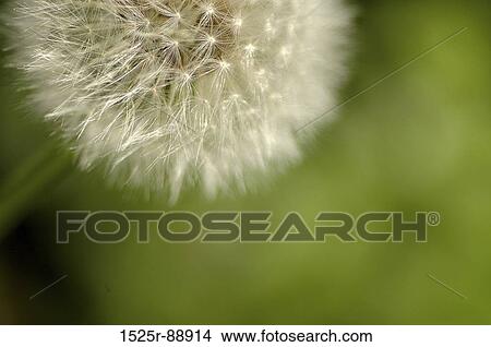 Close-up of a dandelion (Taraxacum officinale) View Large Photo Image Picture - Close-up of a dandelion (Taraxacum officinale). Fotosearch