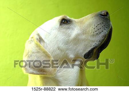 Close-up of a dog looking up View Large Photo Image Stock Image - Close-up of a dog looking up. Fotosearch
