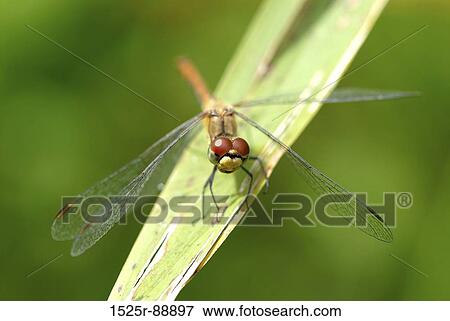 Stock Photo - Close-up of a dragonfly on a leaf. Fotosearch
