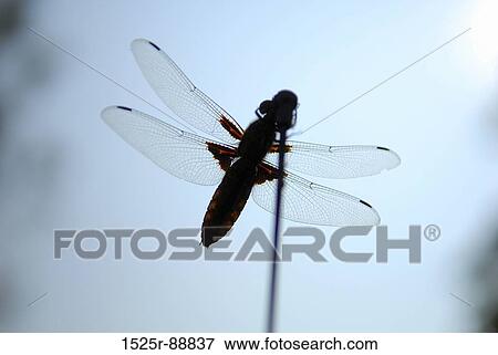 Stock Photo - Close-up of a dragonfly on a stem. Fotosearch