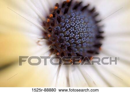 Close-up of a flower View Large Photo Image Stock Image - Close-up of a flower. Fotosearch