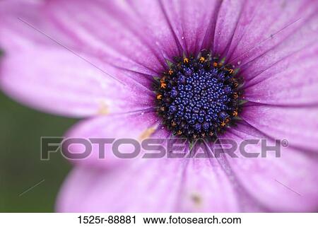 Close-up of a flower View Large Photo Image Stock Image - Close-up of a flower. Fotosearch