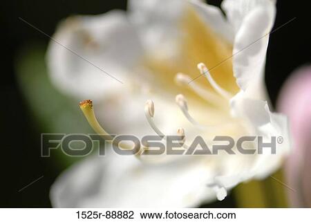 Close-up of a flower View Large Photo Image Stock Image - Close-up of a flower. Fotosearch