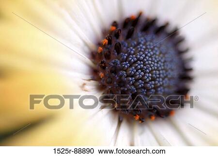Close-up of a flower View Large Photo Image Stock Image - Close-up of a flower. Fotosearch