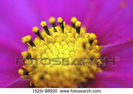 Close-up of a flower View Large Photo Image Stock Image - Close-up of a flower. Fotosearch