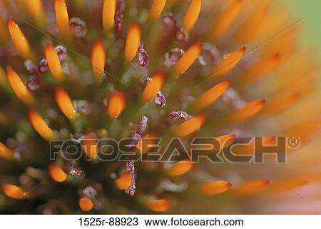Close-up of a flower View Large Photo Image Stock Image - Close-up of a flower. Fotosearch