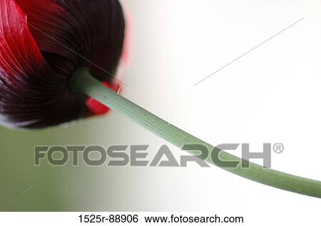 Close-up of a flower View Large Photo Image Stock Photograph - Close-up of a flower. Fotosearch