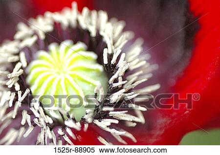 Close-up of a flower View Large Photo Image Stock Photography - Close-up of a flower. Fotosearch