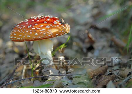 Stock Image - Close-up of a Fly Agaric Mushroom (Amanita muscaria). Fotosearch