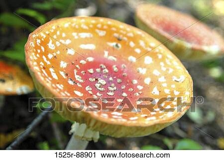 Close-up of a Fly Agaric Mushroom (Amanita muscaria) View Large Photo Image Stock Image - Close-up of a Fly Agaric Mushroom (Amanita muscaria). Fotosearch
