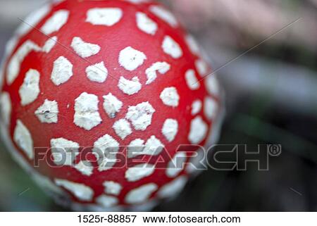 Close-up of a Fly Agaric Mushroom (Amanita muscaria) View Large Photo Image Stock Photo - Close-up of a Fly Agaric Mushroom (Amanita muscaria). Fotosearch
