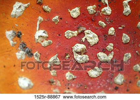 Close-up of a Fly Agaric Mushroom (Amanita muscaria) View Large Photo Image Stock Photo - Close-up of a Fly Agaric Mushroom (Amanita muscaria). Fotosearch