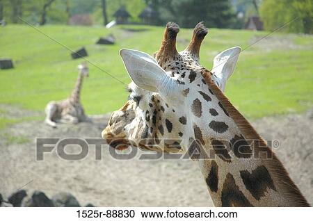 Close-up of a giraffe View Large Photo Image Stock Image - Close-up of a giraffe. Fotosearch