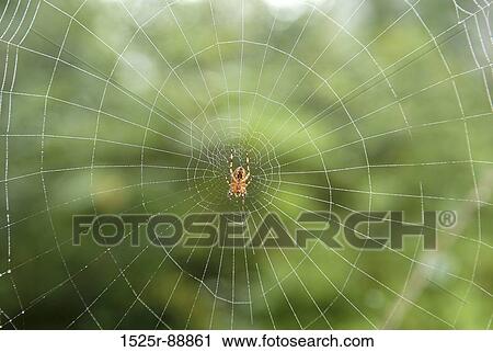 Close-up of a Golden Silk Spider (Nephila clavipes) on a spider web View Large Photo Image Stock Image - Close-up of a Golden Silk Spider (Nephila clavipes) on a spider web. Fotosearch