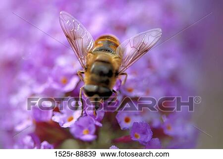 Stock Photo - Close-up of a honeybee pollinating a flower. Fotosearch